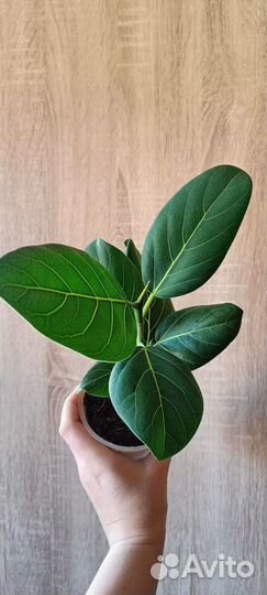 Фикус Бенгальcкий Aндрей