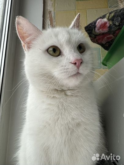 Кошечка Вита