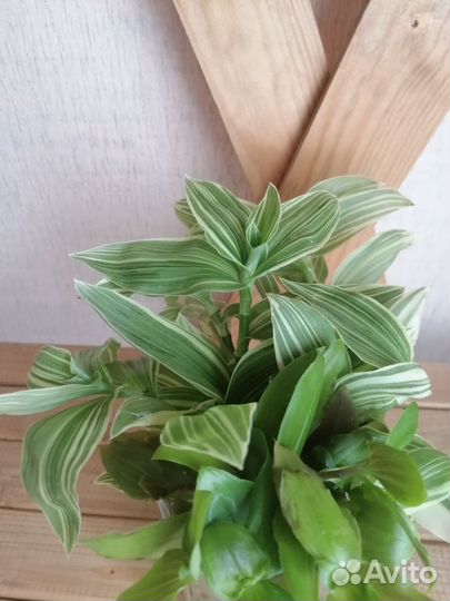 Традесканция