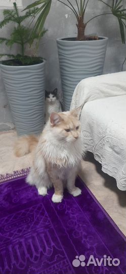 Котята от мейн-куна