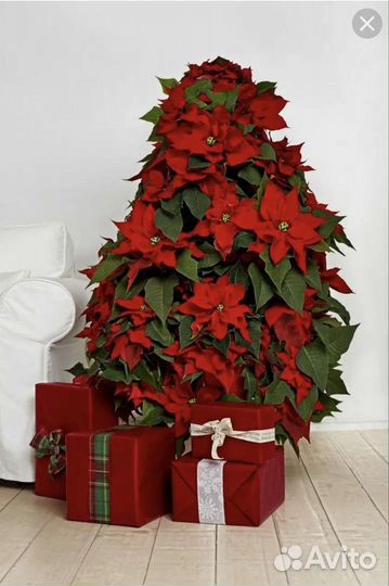 Пуансеттия. Рождественская звезда