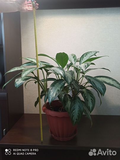 Аглаонема сильвер бей