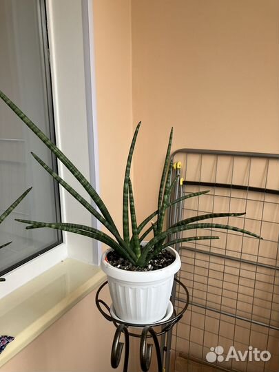 Сансевиерия Ханни Гринн