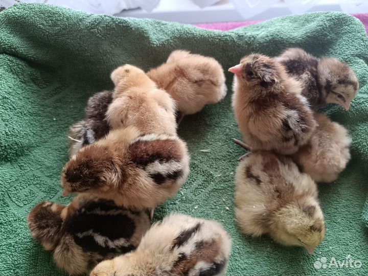 Цыплята несушки