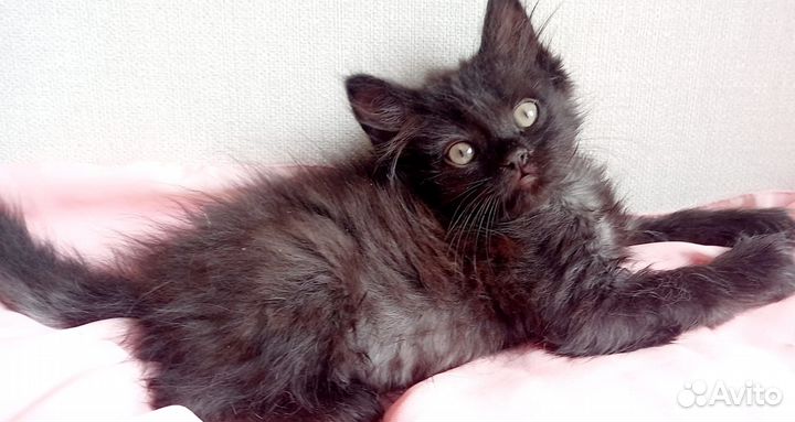 Очаровательные котята