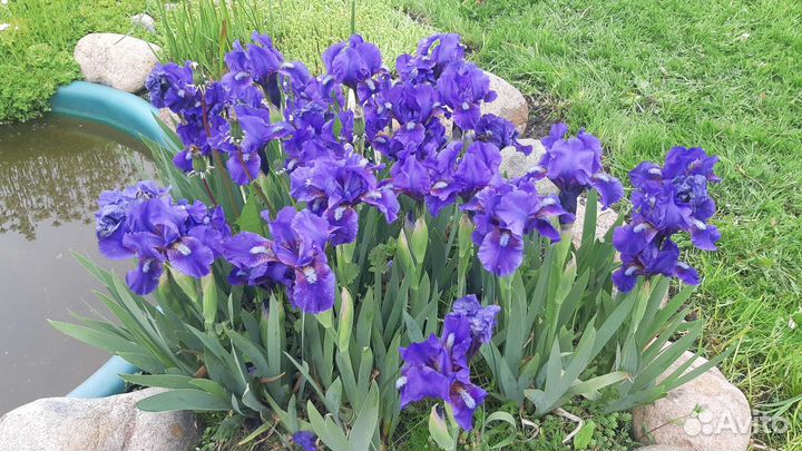 Ирисы карликовые