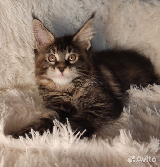 Котята мейн-кун девочки полидакты