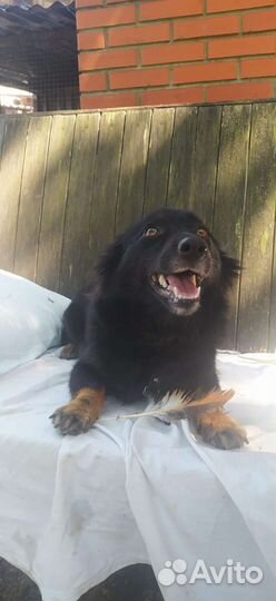 Собака маленькая Муха 27 см, 1год