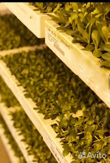 Рассада Эустомы, Лизиантуса