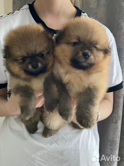 Щенки шпицы