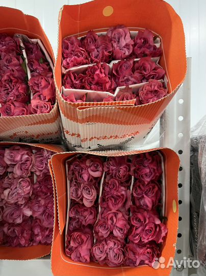 Эквадорские розы