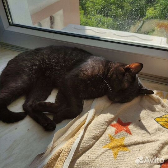 Кот в добрые руки