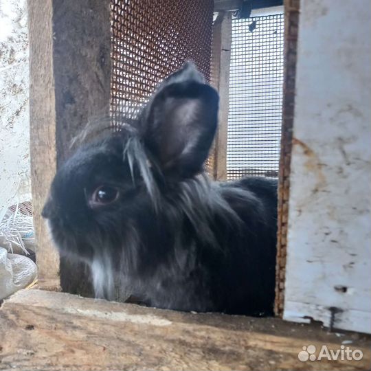 Кролики Львиная голова и карликовый