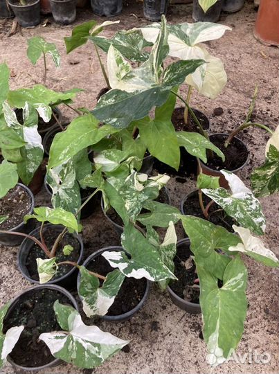 Сингониумы