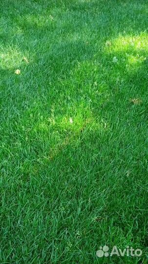 Рулонный газон от производителя