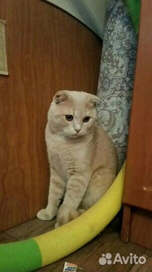 Вязка с котом