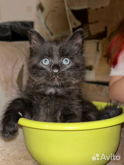 Кошки бесплатно