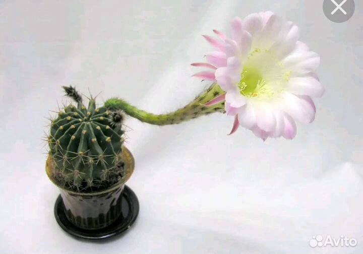 Хавортия, кактус, толстянка,алоэ, каланхоэ, хлороф