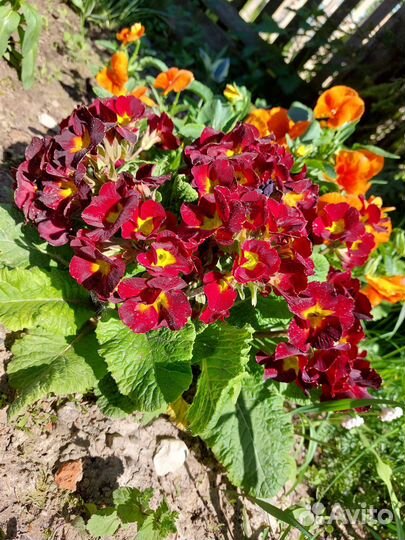 Примула Элатиор Флюоретте