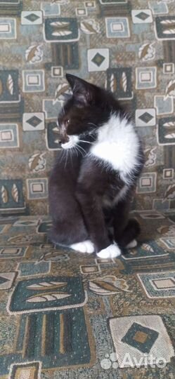 Котик, 3,5 месяца