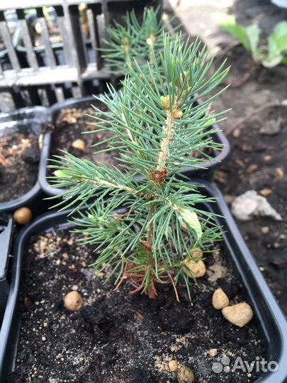 Ель голубая Глаука