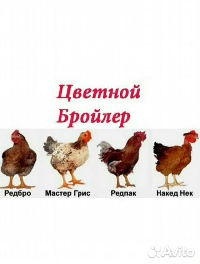 Цыплята бройлеры суточные