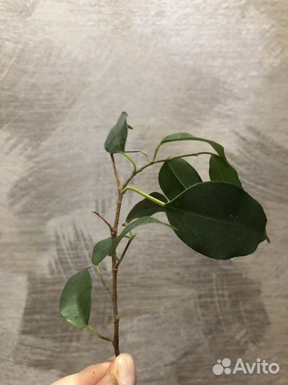 Фикус бенджамина