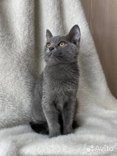 Котенок судьбы
