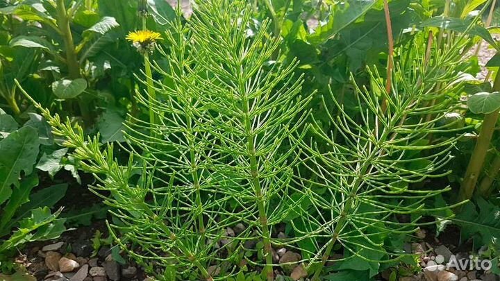 Гидролат хвоща