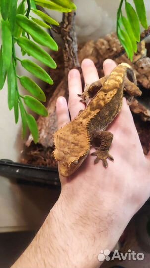 Реснитчатые бананоеды