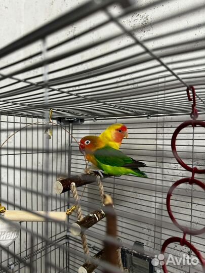 Попугаи неразлучники