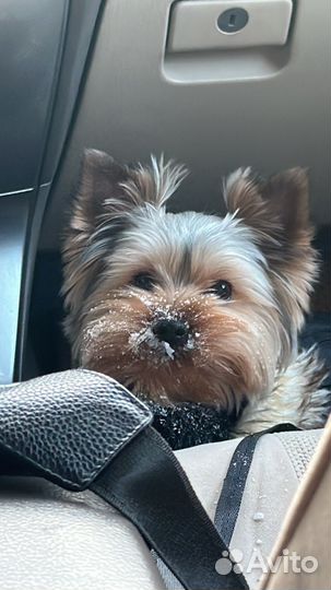 Вязка кобель йоркширского терьера