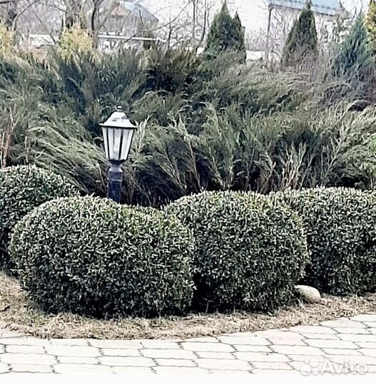 Саженцы самшита