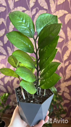 Замиокулькас (доллоровое дерево)