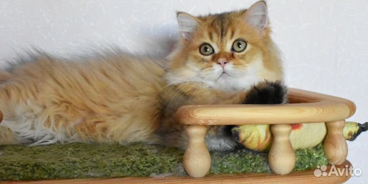 Шотландская золотая шиншилла