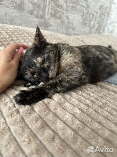 Кошечка кошка черепаховая в ответственные руки