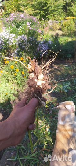 Топинамбур клубни