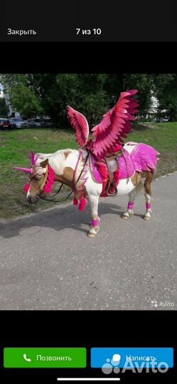 Амуниция, комплекты, сани, телега для лошади, пони