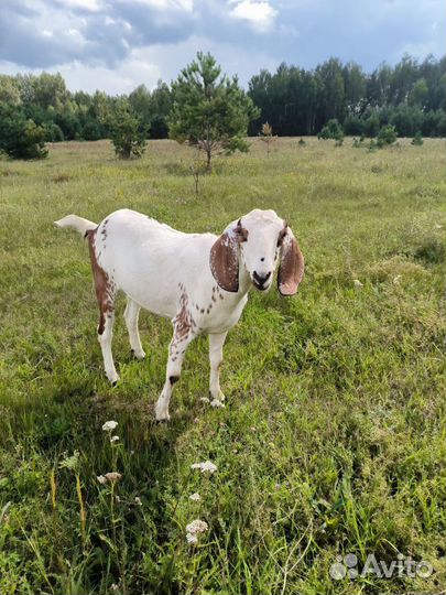 Англо нубийские козы