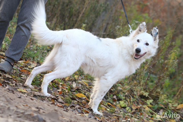 Собака в добрые руки