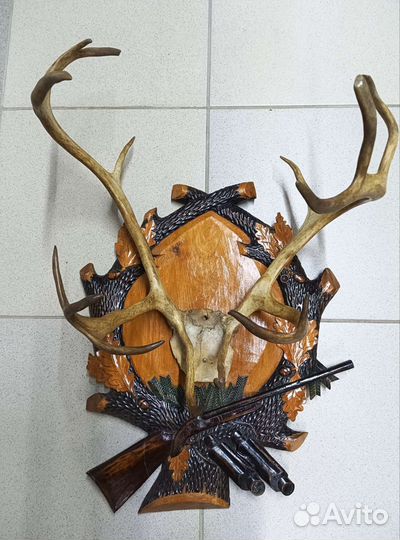 Охотничьи трофеи