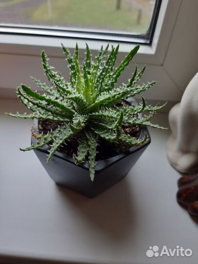 Алоэ остистое