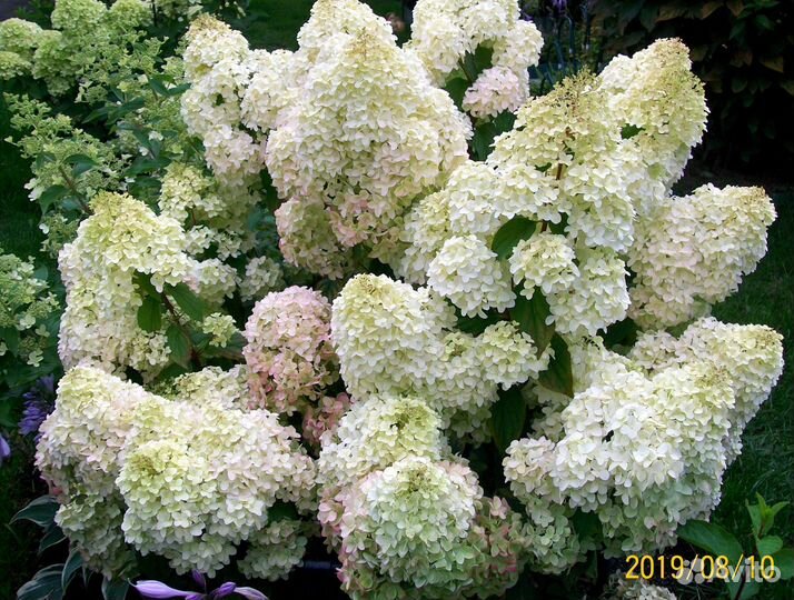 Гортензия - саженцы