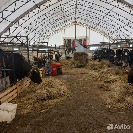 Готовый фермерский бизнес