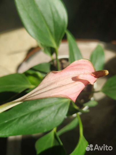 Антуриум лили