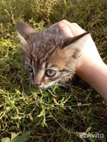 Бездомные котята