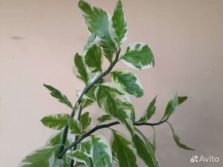 Педилантус