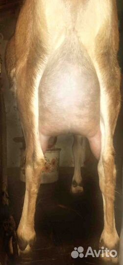 Коза дойная альпийская нубийская козочки доставка