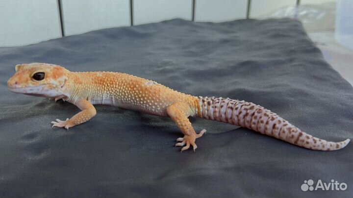 Ящерица эублефар самец и самки