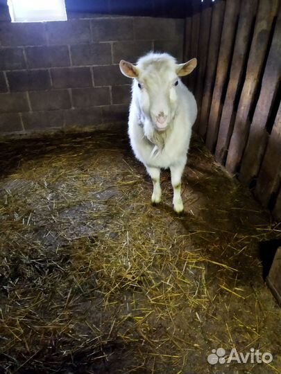 Козел для вязки